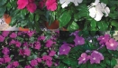 Plant Catalog