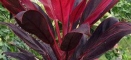 Plant Catalog