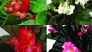 Plant Catalog