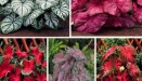 Plant Catalog