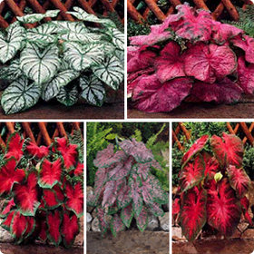 Annuals - Smart Choice Landscape Co.