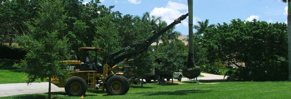 TREE_SERVICE_PIC3